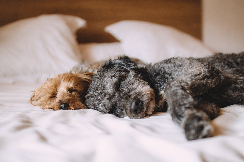 Dogs + The Sleep Factor = ?